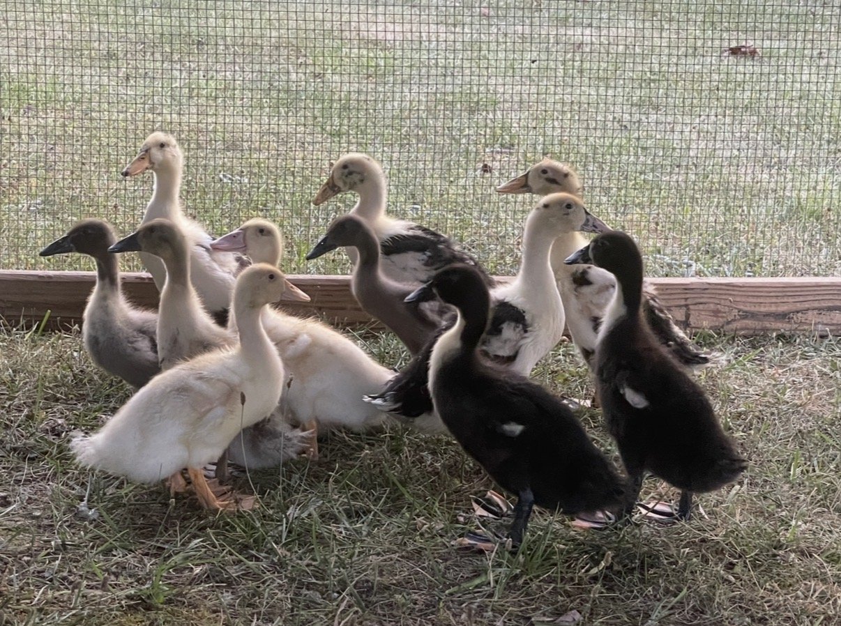 Ten half-grown ducks in the patchy, part-feathered stage — cream, grey and near-black — standing shoulder to shoulder on grass in front of a wire fence panel.