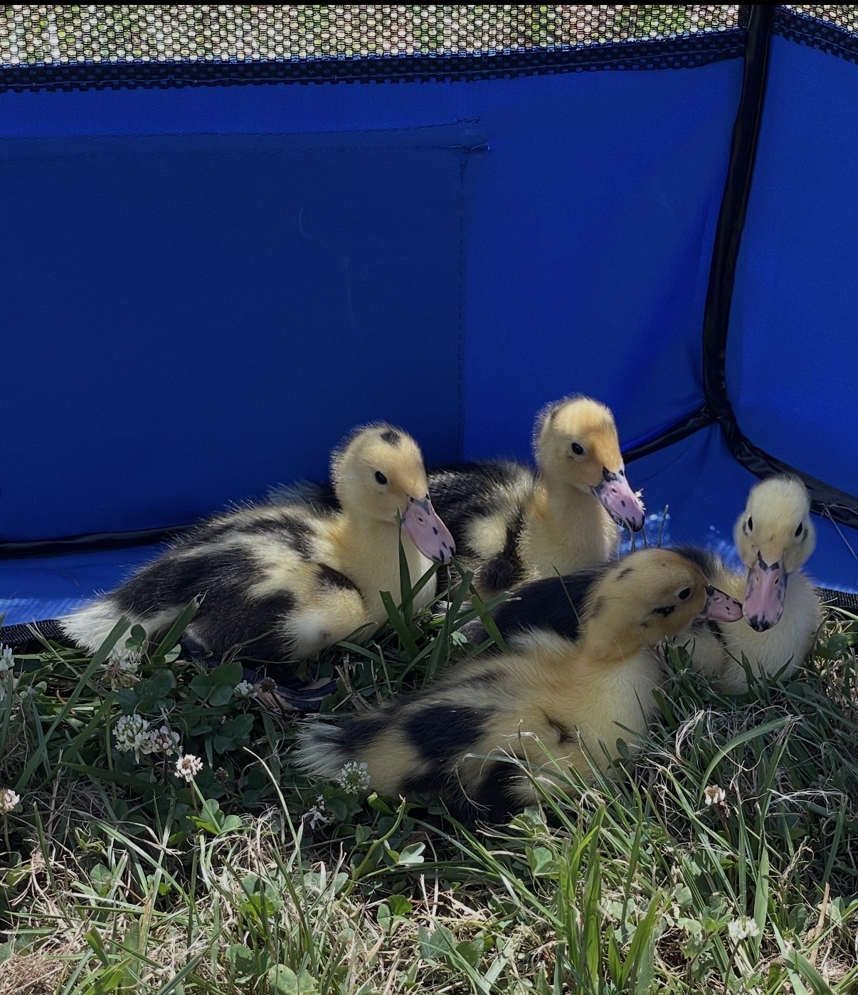 Four black-and-yellow Ancona ducklings with pink bills settled in the grass and clover inside a blue fabric playpen, sunlight across their backs.