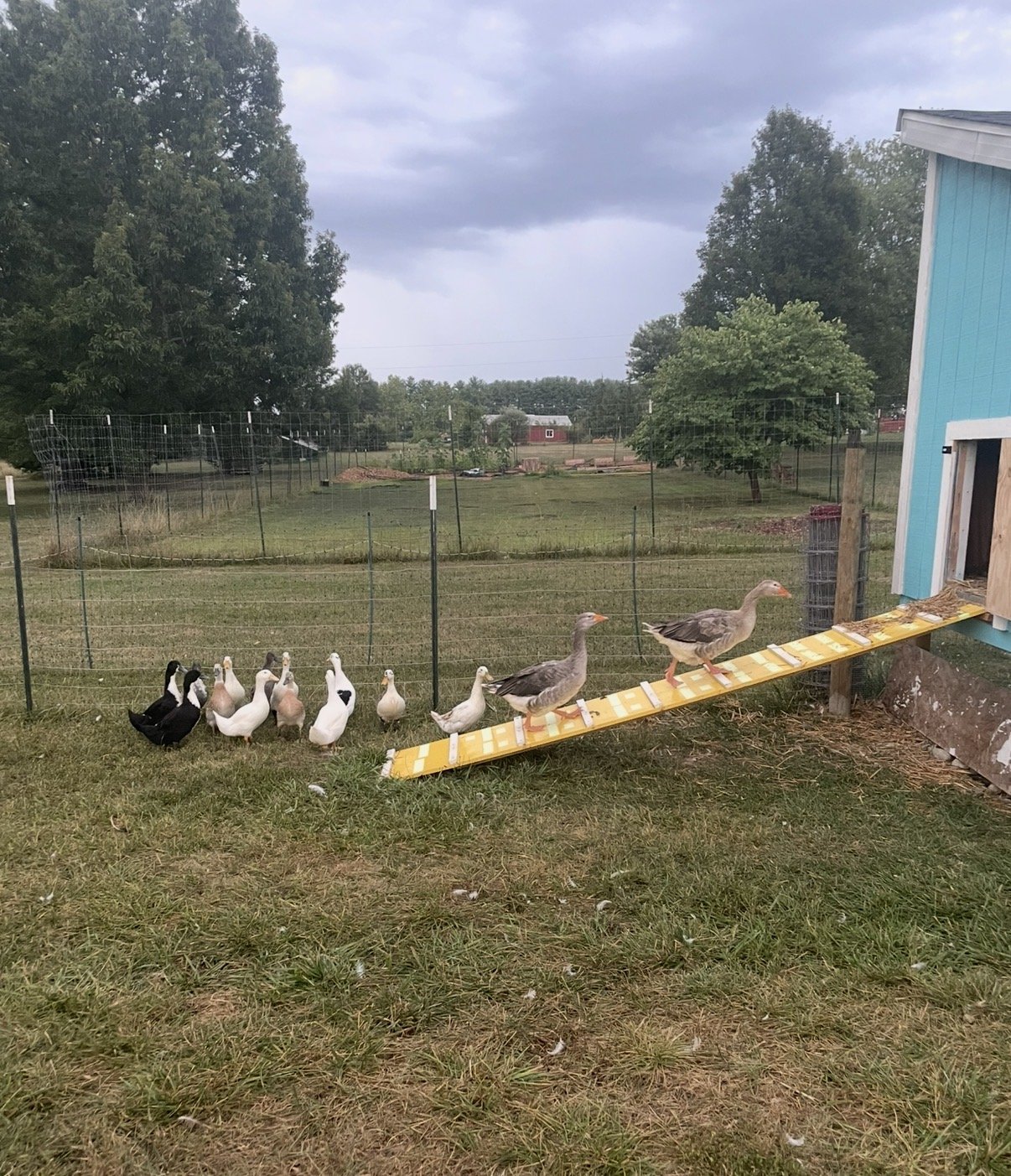 Two grey geese leading the way up a long yellow ramp into the pale blue coop at dusk, a line of about a dozen ducks waiting their turn at the bottom under heavy storm clouds.