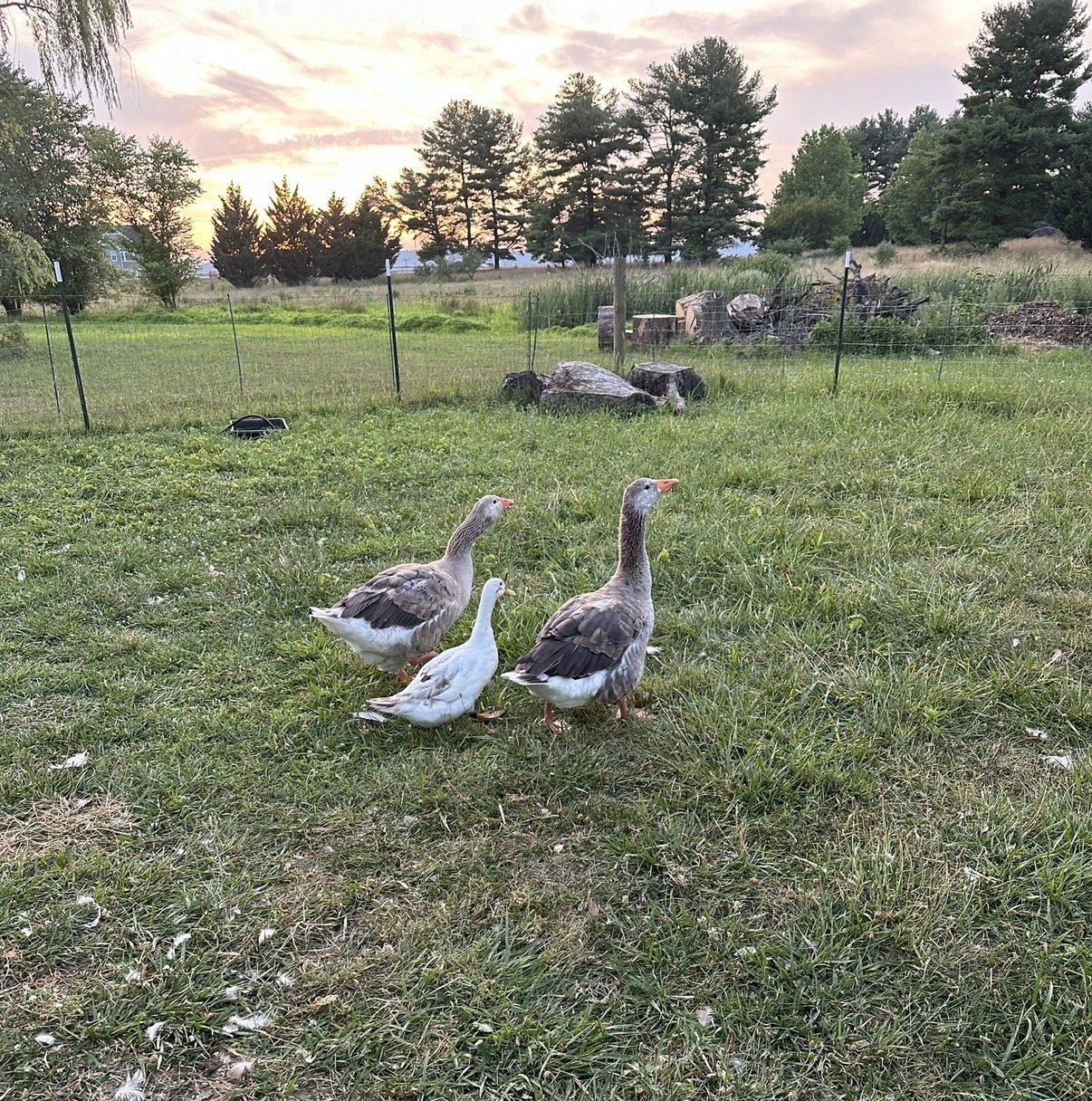 Two grey-brown geese and a single white duck standing together in the pasture at sunset, pink and gold clouds above the pines.
