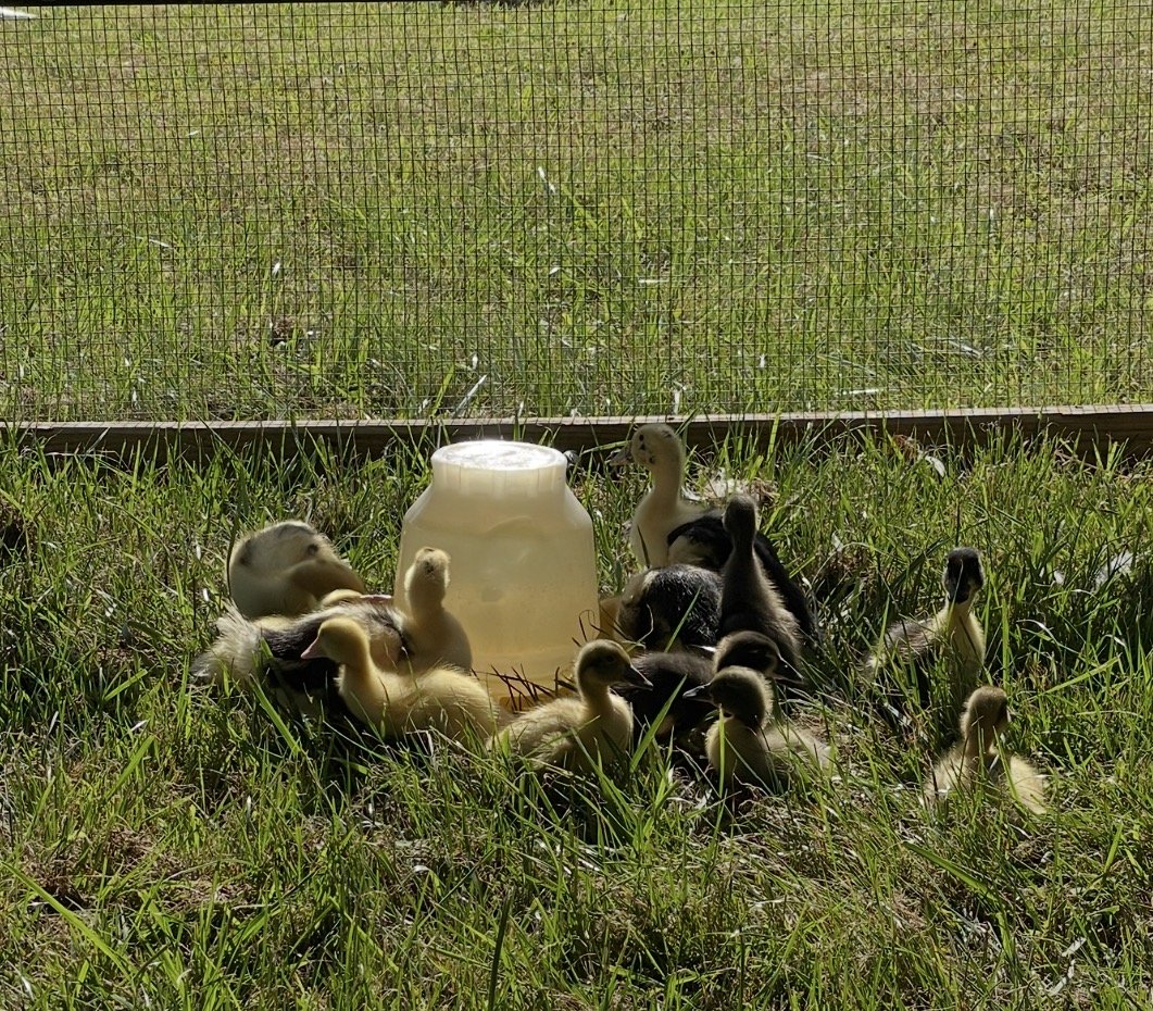 About ten ducklings in yellow, olive and near-black gathered in long grass around a cream plastic waterer, wire fencing running behind them.