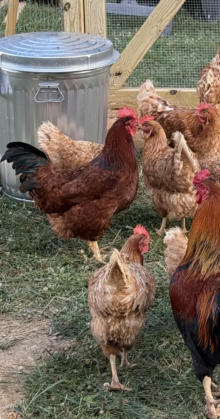 A group of reddish-gold Red Sex Link hens on the grass beside a galvanized feed can, one deep mahogany-red hen with near-black tail feathers standing clear of the rest at the front, the rooster at the right edge of the frame.