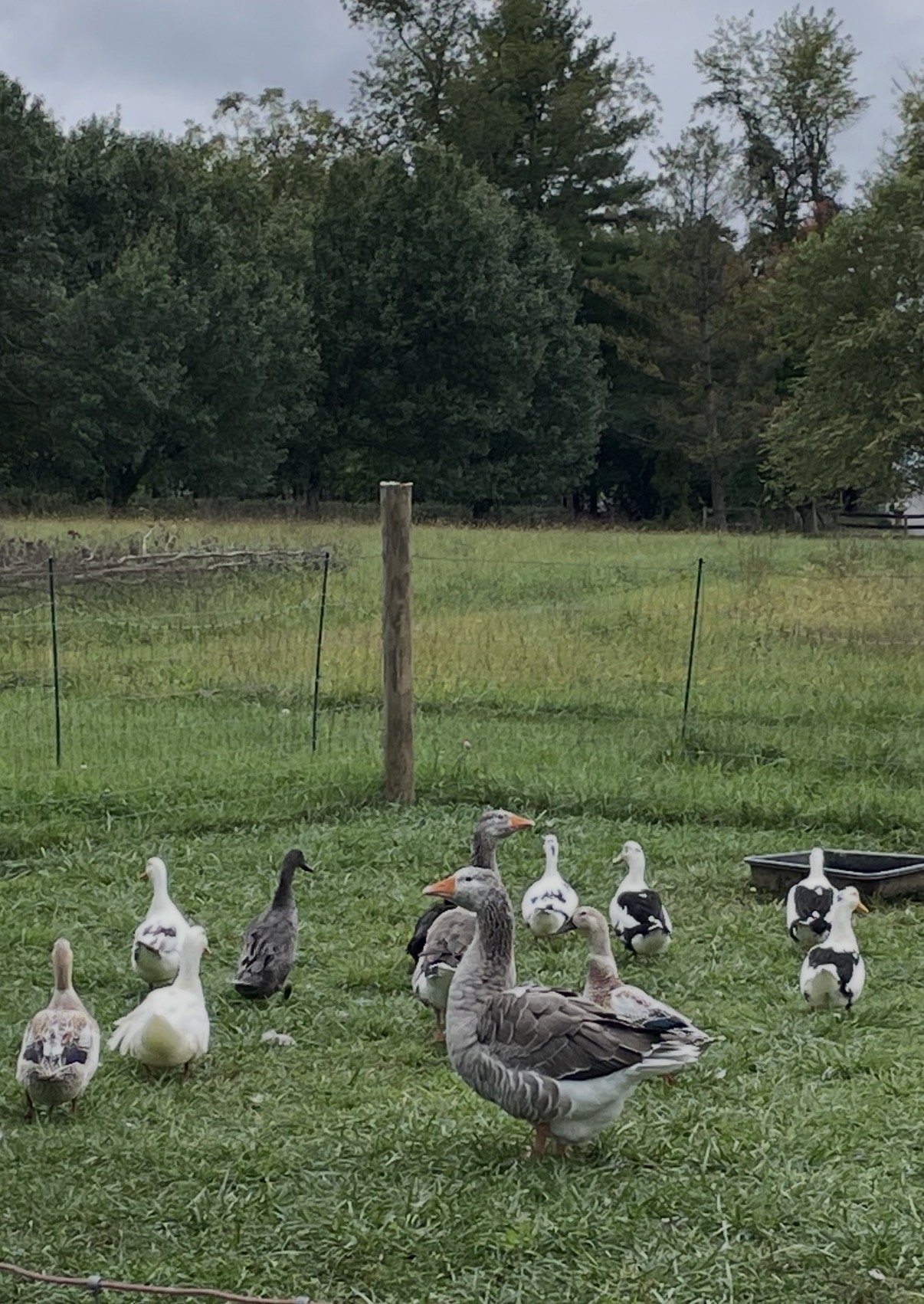 Two grey geese with bright orange bills walking through the pasture on an overcast day, white and black-and-white ducks spread out around them, a dark treeline behind.