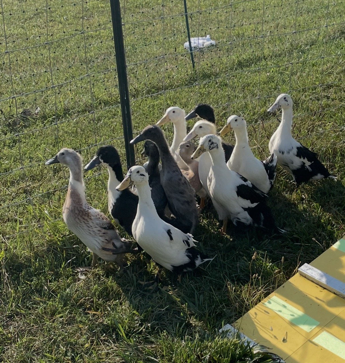 A dozen young ducks in white, black-and-white, slate grey and fawn bunched tightly together in the sun beside the fence line, the yellow coop ramp just visible at the edge.