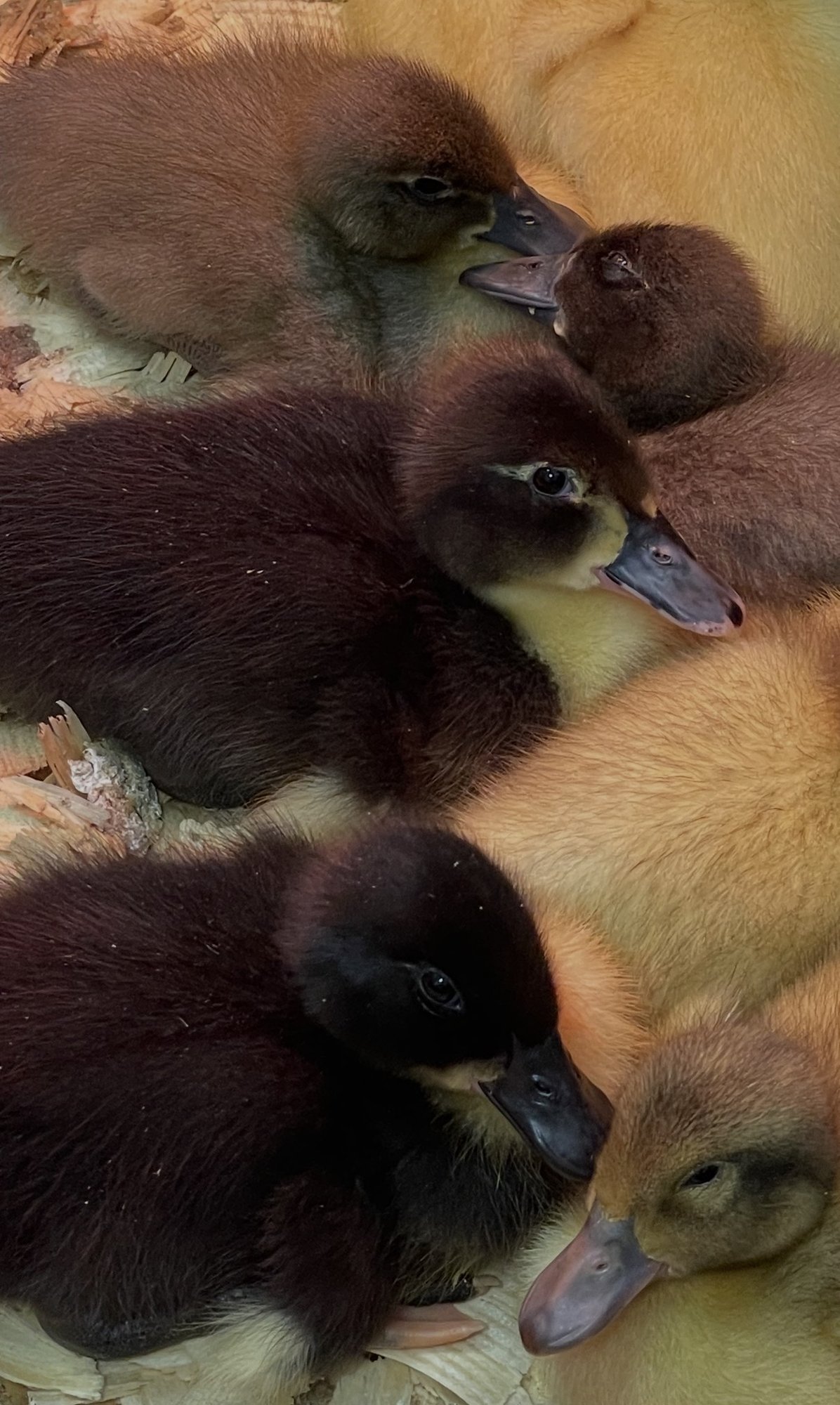 Looking straight down at a pile of newly hatched ducklings asleep on pine shavings, a mix of chocolate brown, near-black and pale yellow down, their bills tucked in against one another.