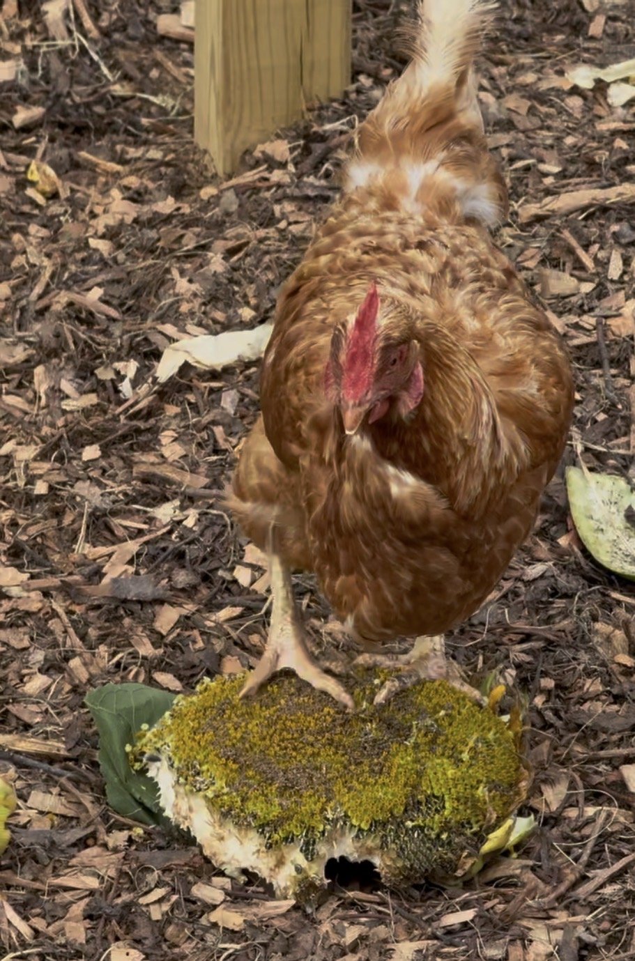 A reddish-gold hen standing squarely on top of a large cut sunflower head lying on the wood-chip mulch, head down and pecking out the seeds.