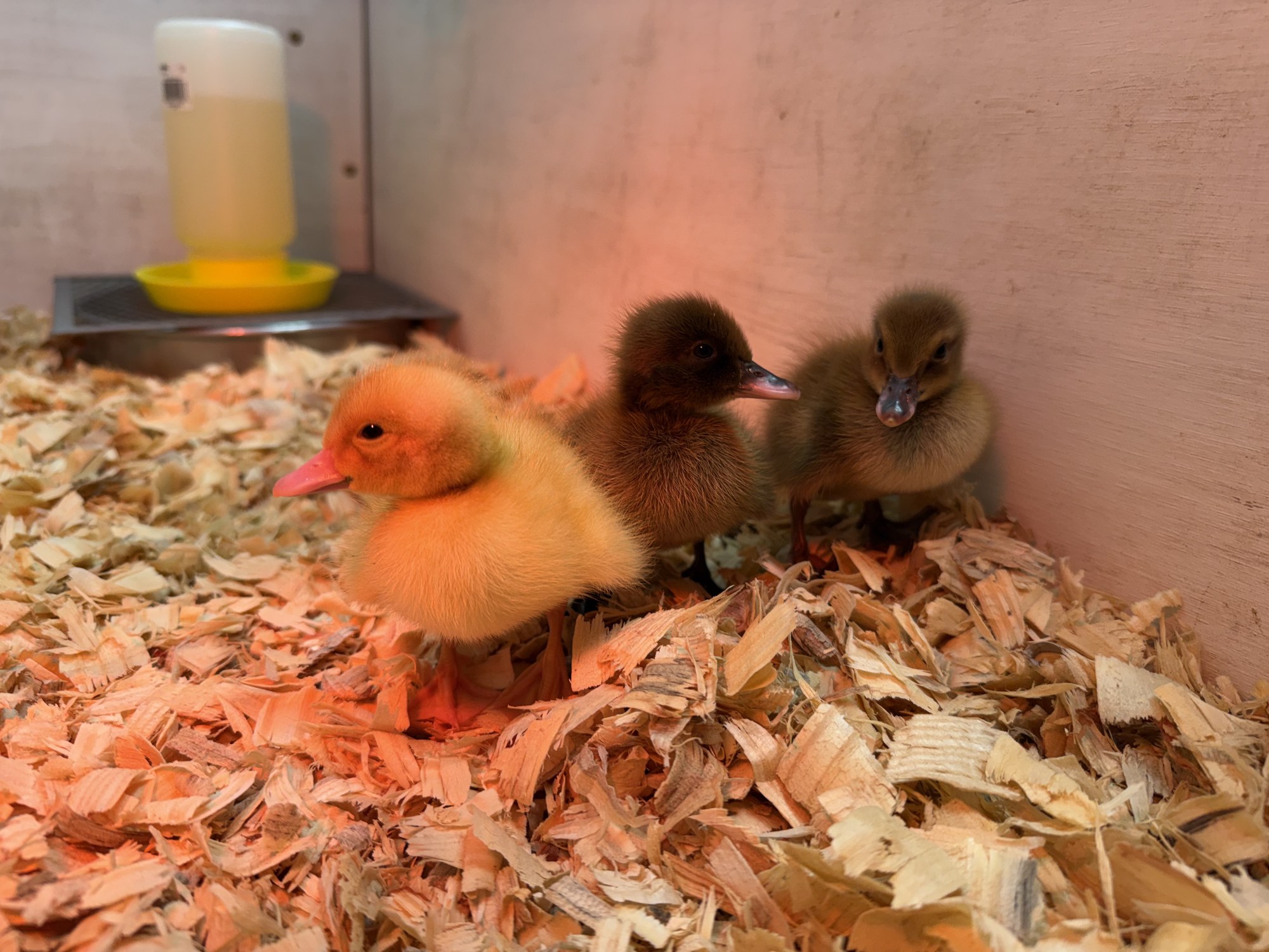 Three ducklings — one bright yellow, one dark chocolate brown, one olive-and-tan — standing shoulder to shoulder on pine shavings in the brooder under the warm orange glow of a heat lamp, with the waterer behind them.