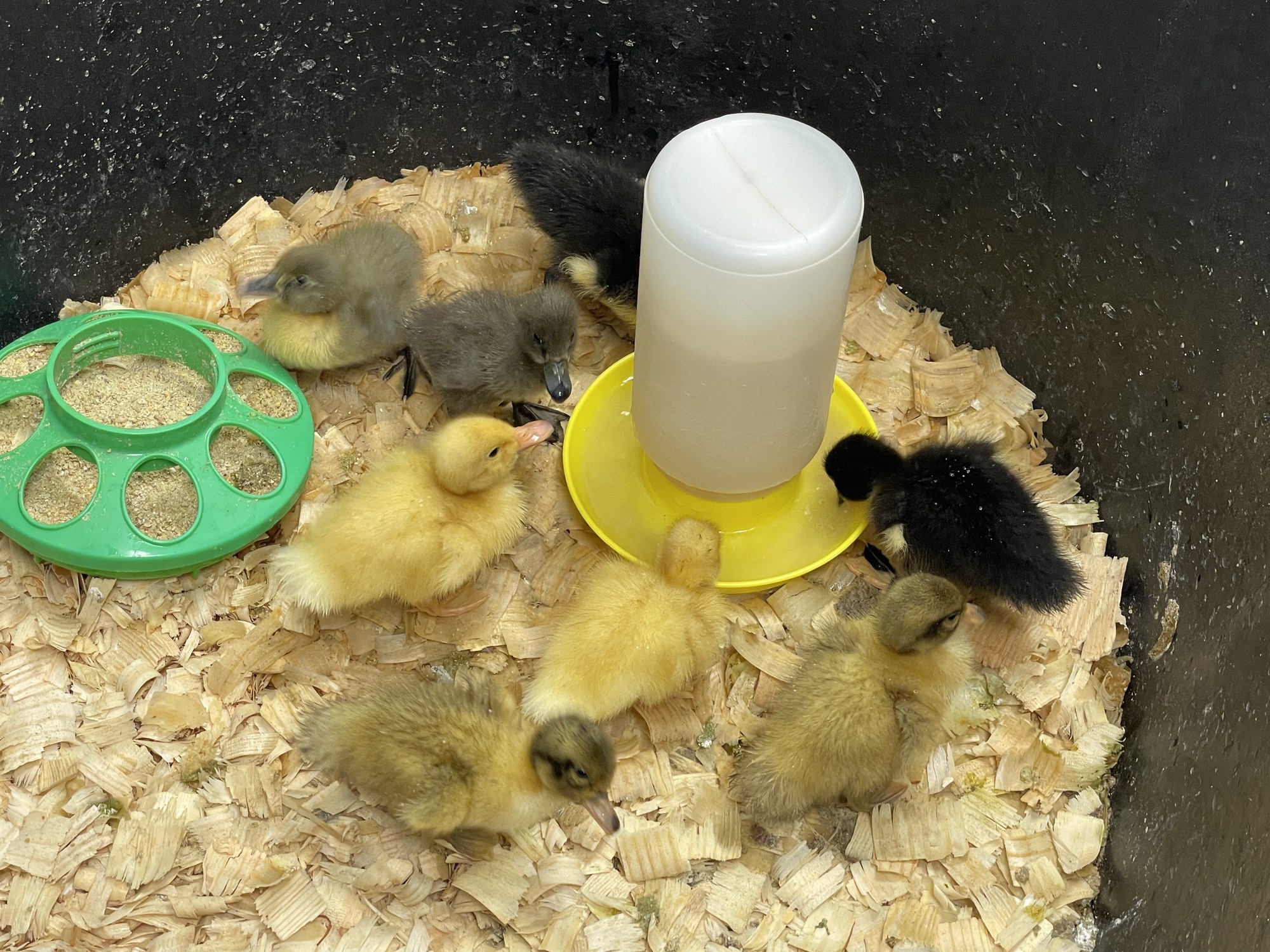 Looking down into the brooder at eight ducklings in yellow, olive and black, clustered around the yellow-based waterer and the green feeder tray of crumble on pine shavings.