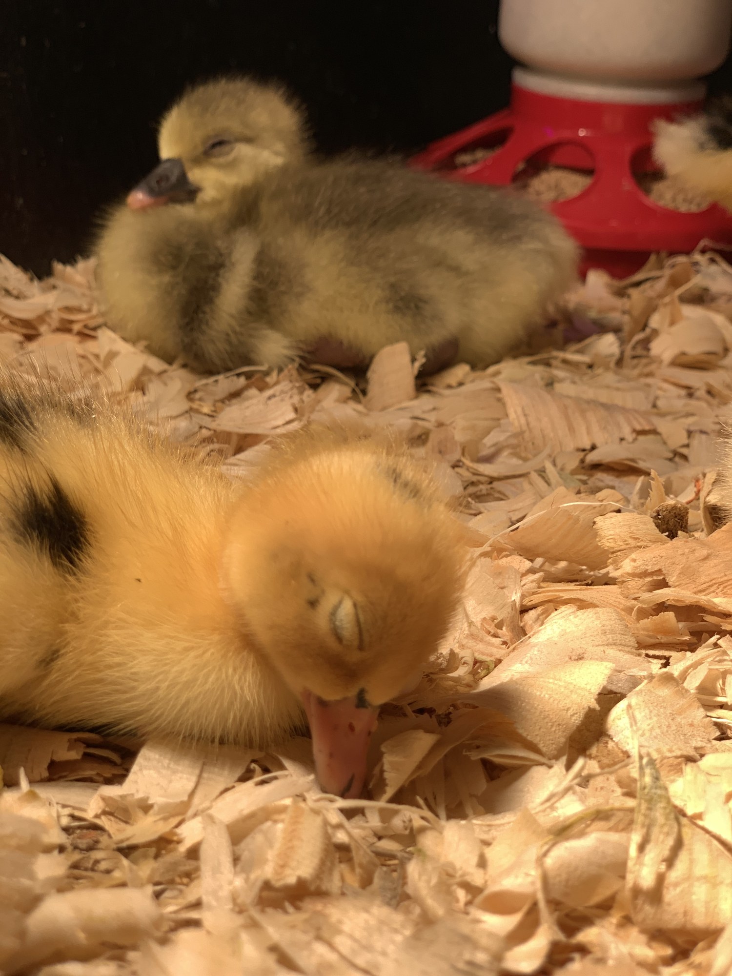Close-up of two ducklings dozing on pine shavings under the heat lamp, the one in front with its eyes shut and bill resting on the bedding, the red feeder just visible behind them.