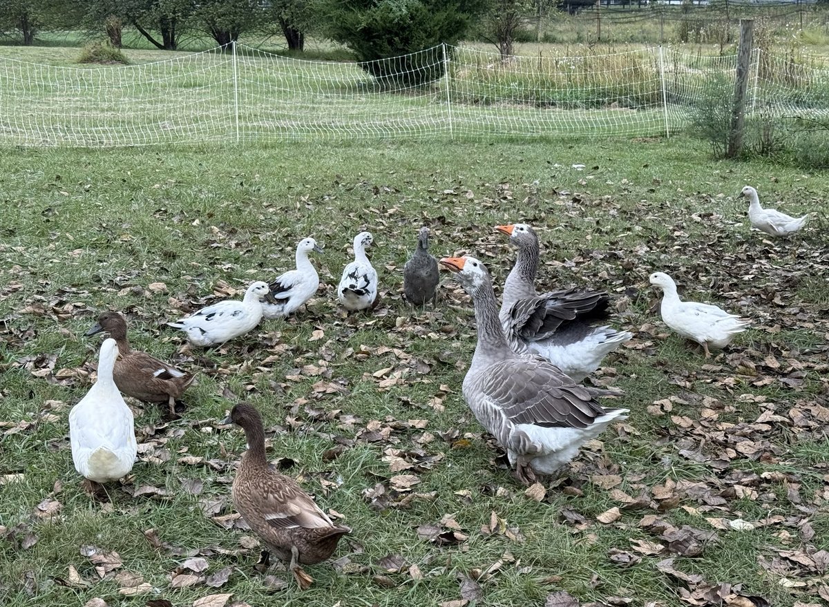 Two grey Pilgrim geese and about ten ducks in white, brown and black-and-white wandering across grass scattered with fallen brown leaves, one goose flapping its wings, a white netting fence behind them.