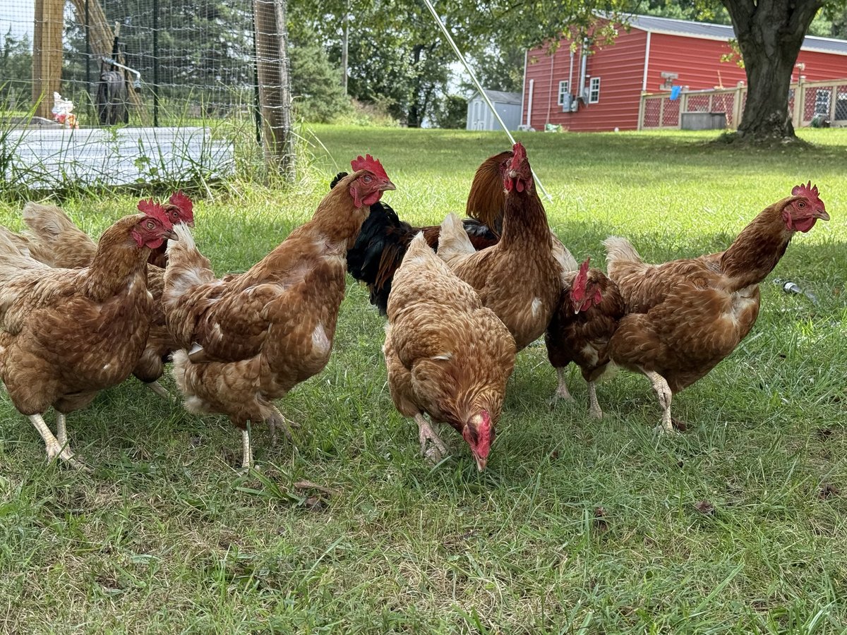 A flock of reddish-gold Red Sex Link hens free ranging across the lawn, one with her head down pecking in the grass, the rooster's dark tail feathers among them and a red barn in the background.