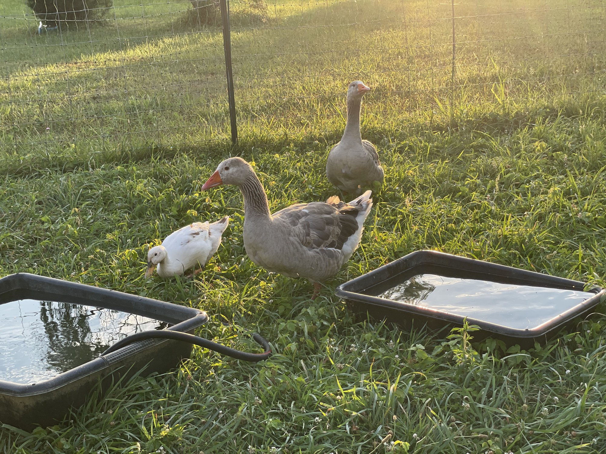 Two grey Pilgrim geese with bright orange bills standing in the pasture in low golden evening light, a white duck foraging in the grass beside them, between two black water troughs.
