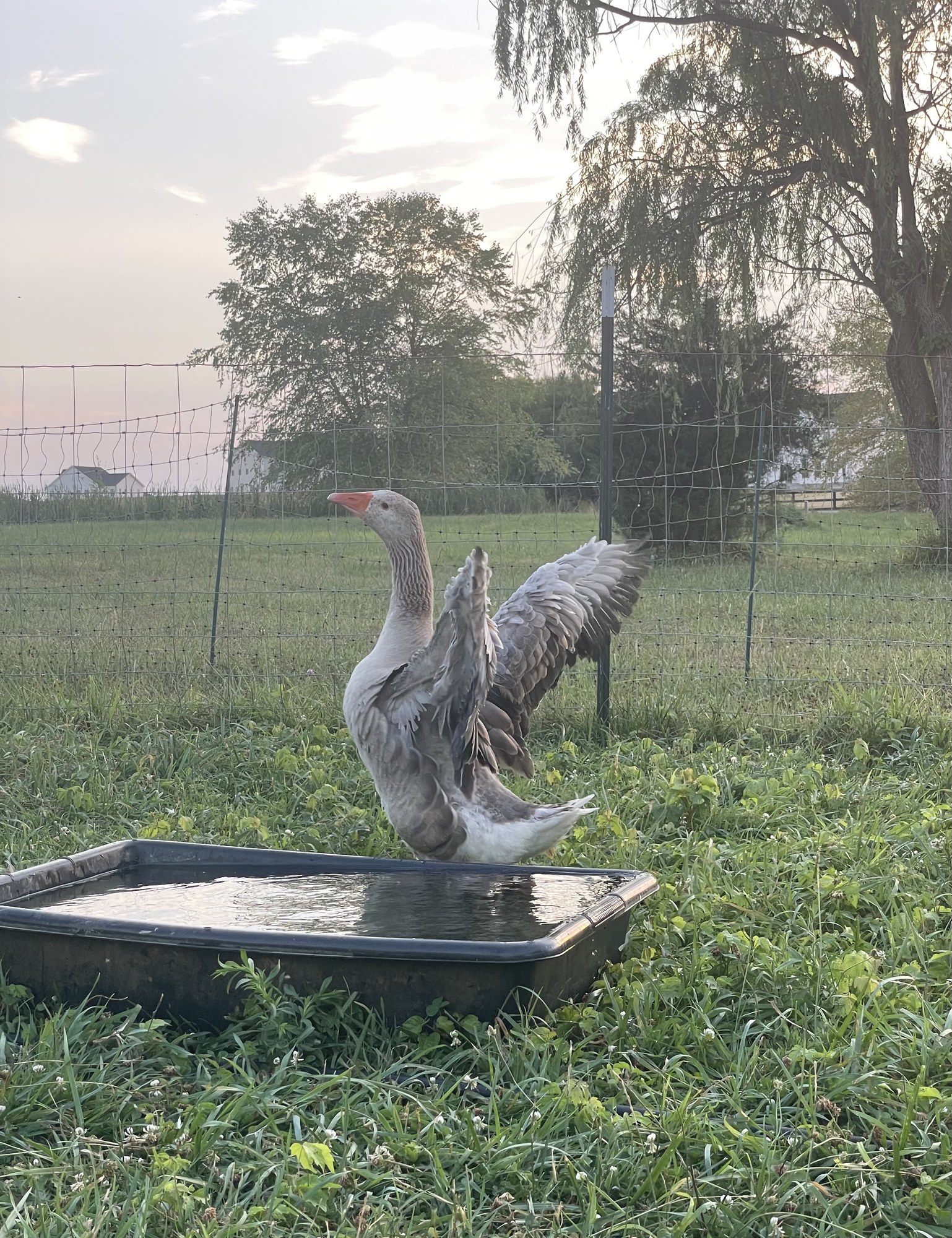 A grey Pilgrim goose standing behind the water trough with both wings stretched wide open and neck upright, the willow tree and pasture fence behind her in early morning light.