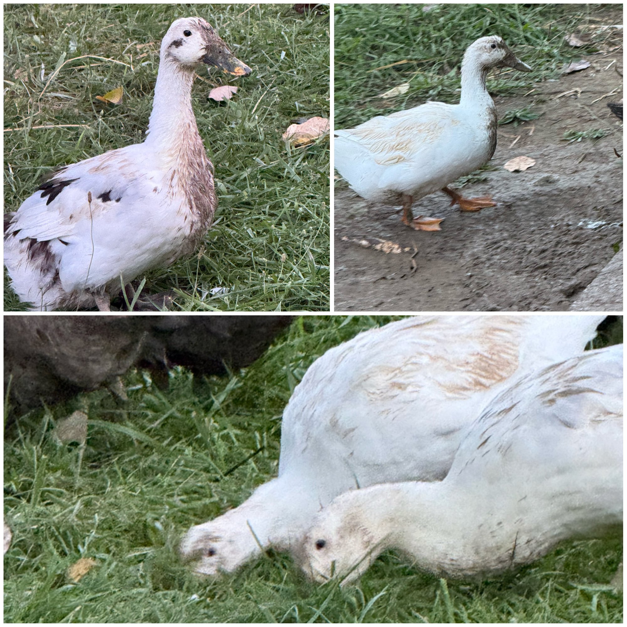 A three-photo collage of white ducks with mud-stained heads, necks and backs — one standing in the grass, one crossing a bare muddy patch, and two grazing side by side.