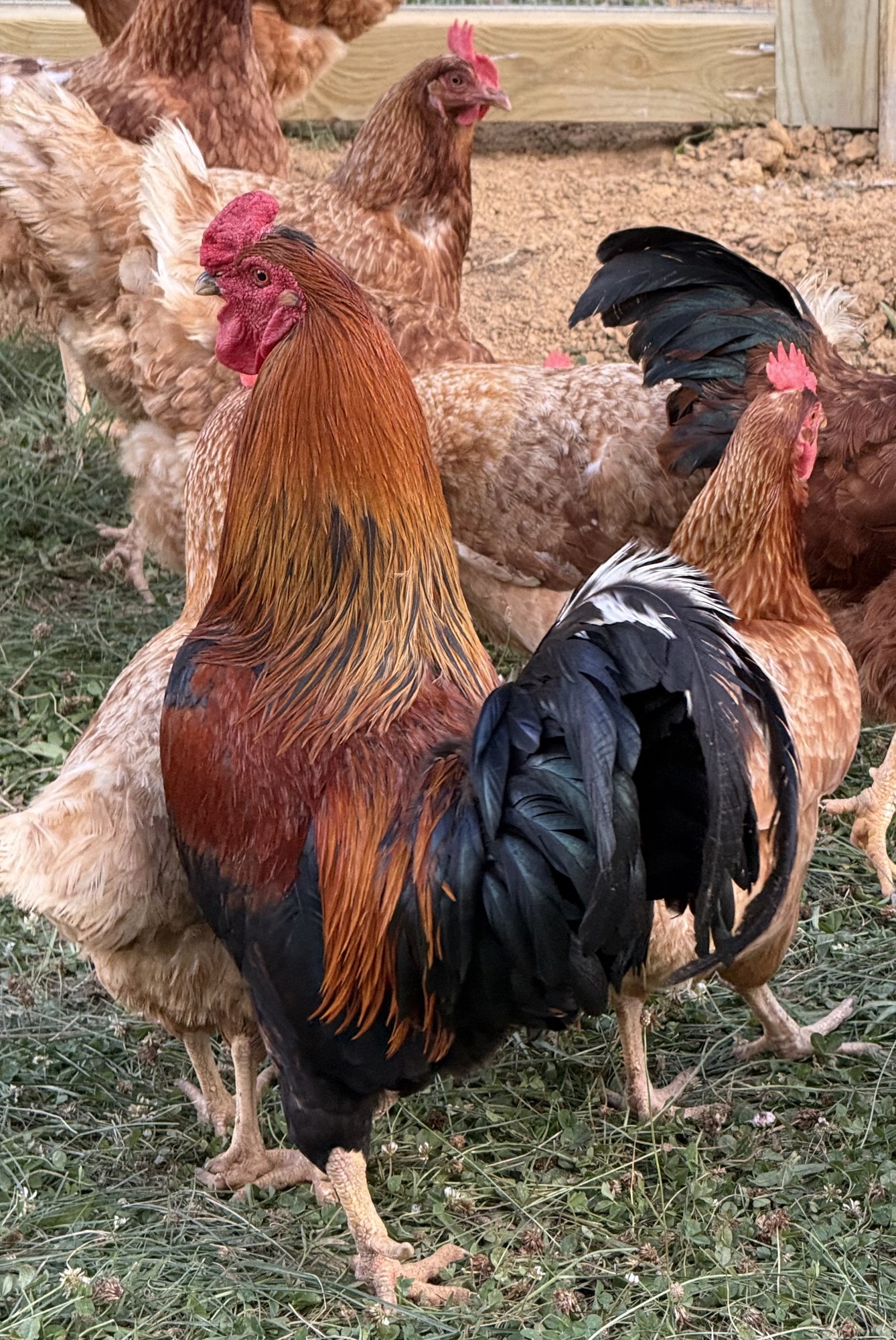 A copper-and-black rooster standing tall in the grass, glossy green-black tail feathers curling behind him, surrounded by a crowd of reddish-gold Red Sex Link hens.