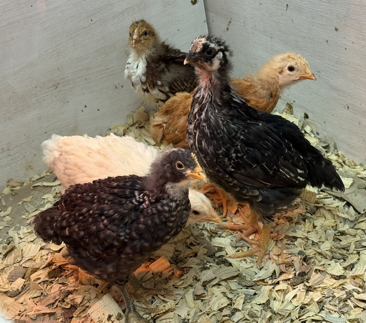 Five young chicks in the brooder on pine shavings, halfway through feathering out — fuzzy baby down still on their heads, with speckled black, ginger, cream and brown adult feathers coming in on their bodies.