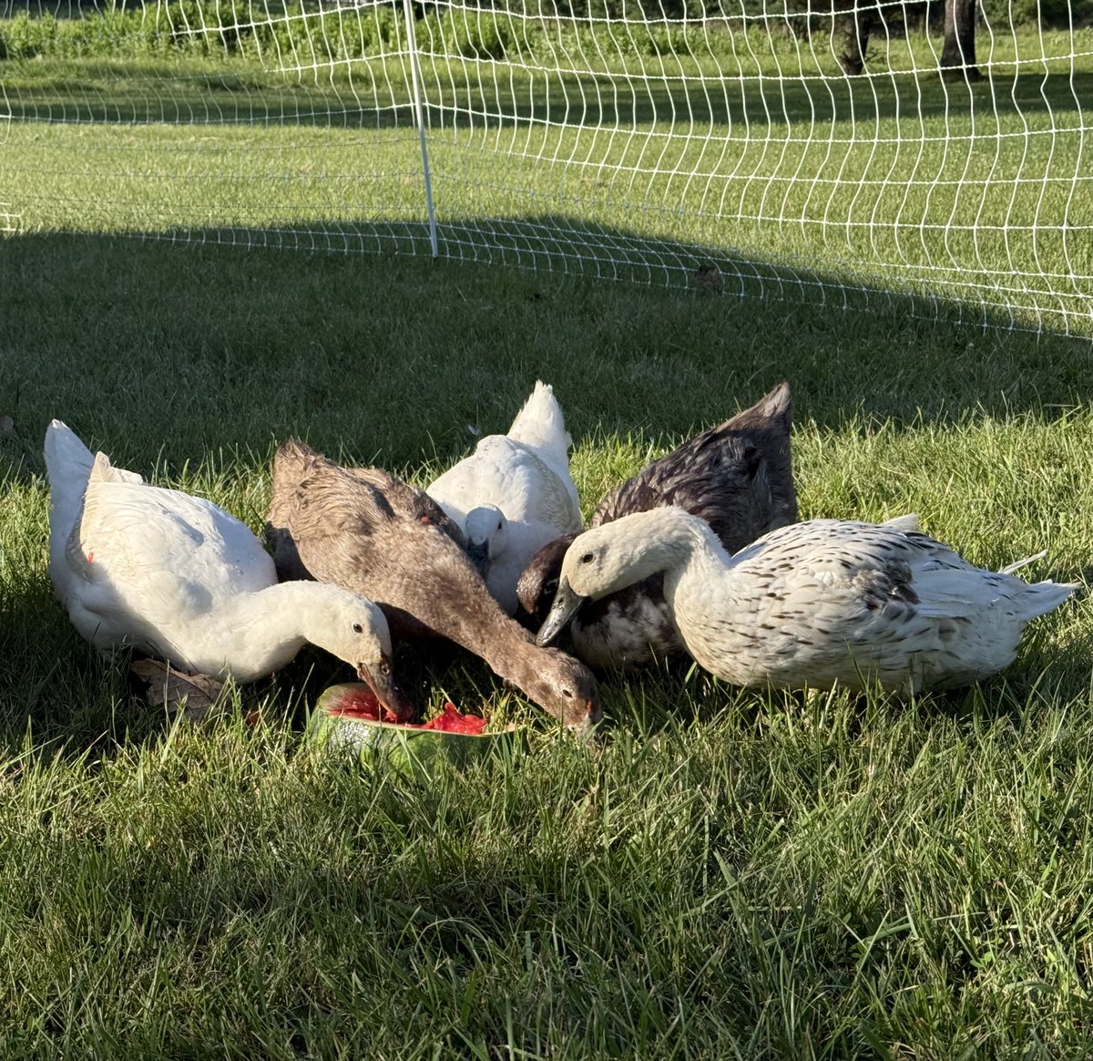 Six ducks — two white, one brown and a silvery speckled one among them — crowded shoulder to shoulder with their heads down in a hollowed-out watermelon rind lying in the grass, long shadows in the late afternoon sun.