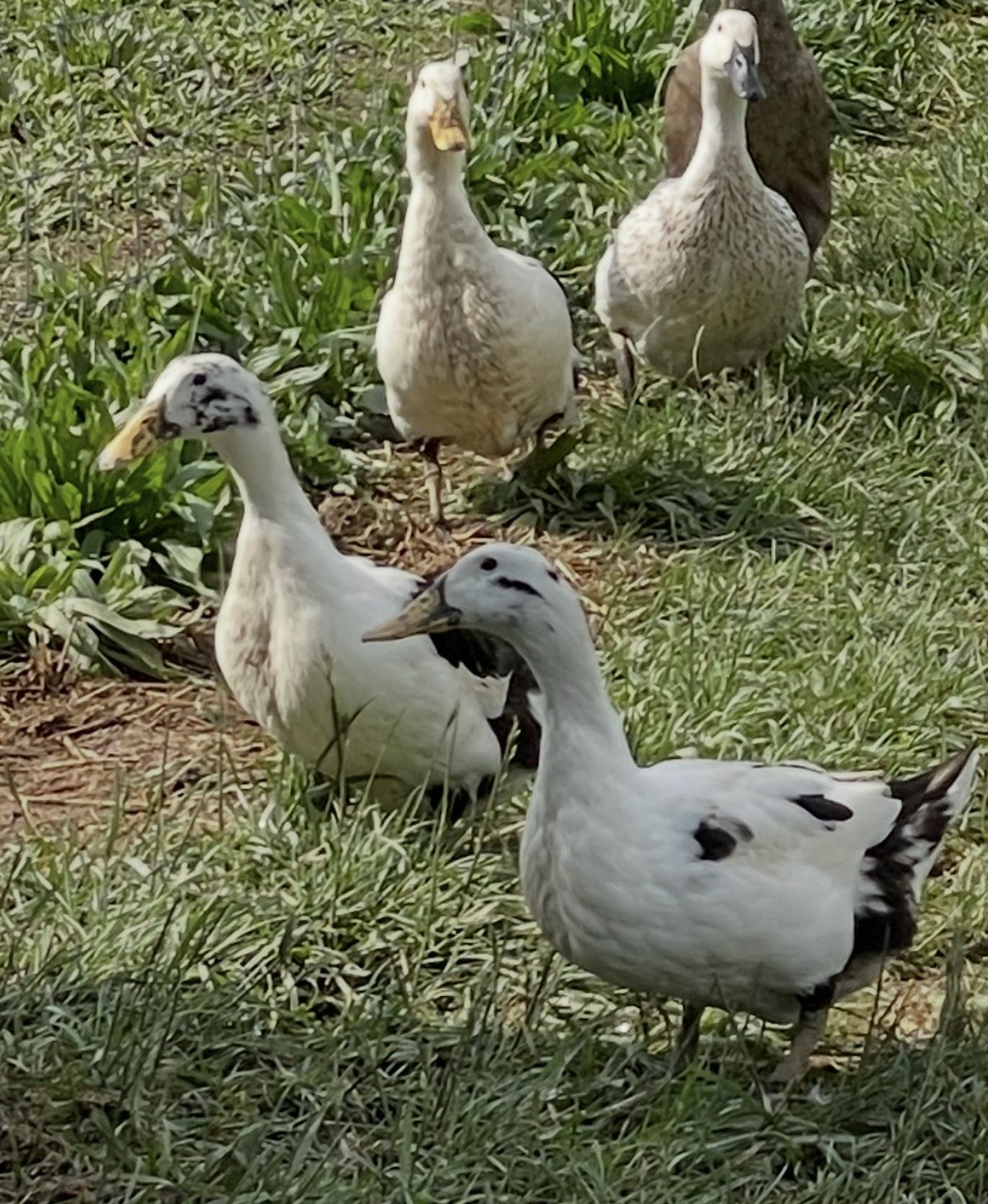 Two black-and-white Ancona ducks foraging at the front of the pasture — white plumage with bold black mottling on the head, back and tail — with two lighter tan-and-white flockmates standing behind them.