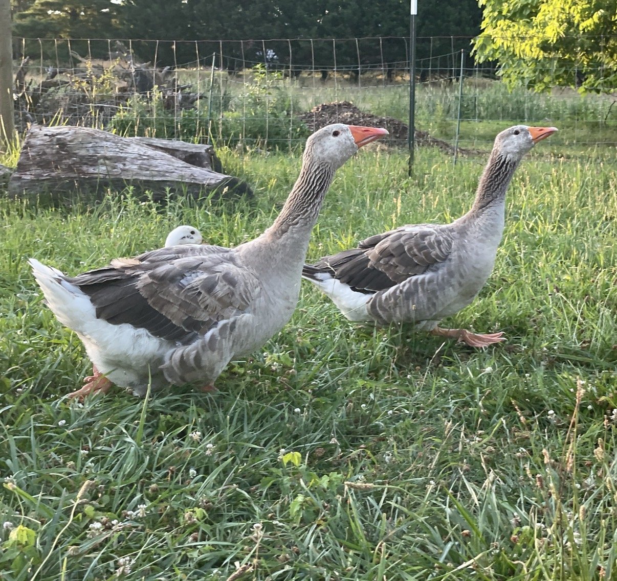 Sprattle and Big Bird, two Pilgrim geese with grey-and-white barred plumage and bright orange bills, walking through the pasture grass along the fence line.