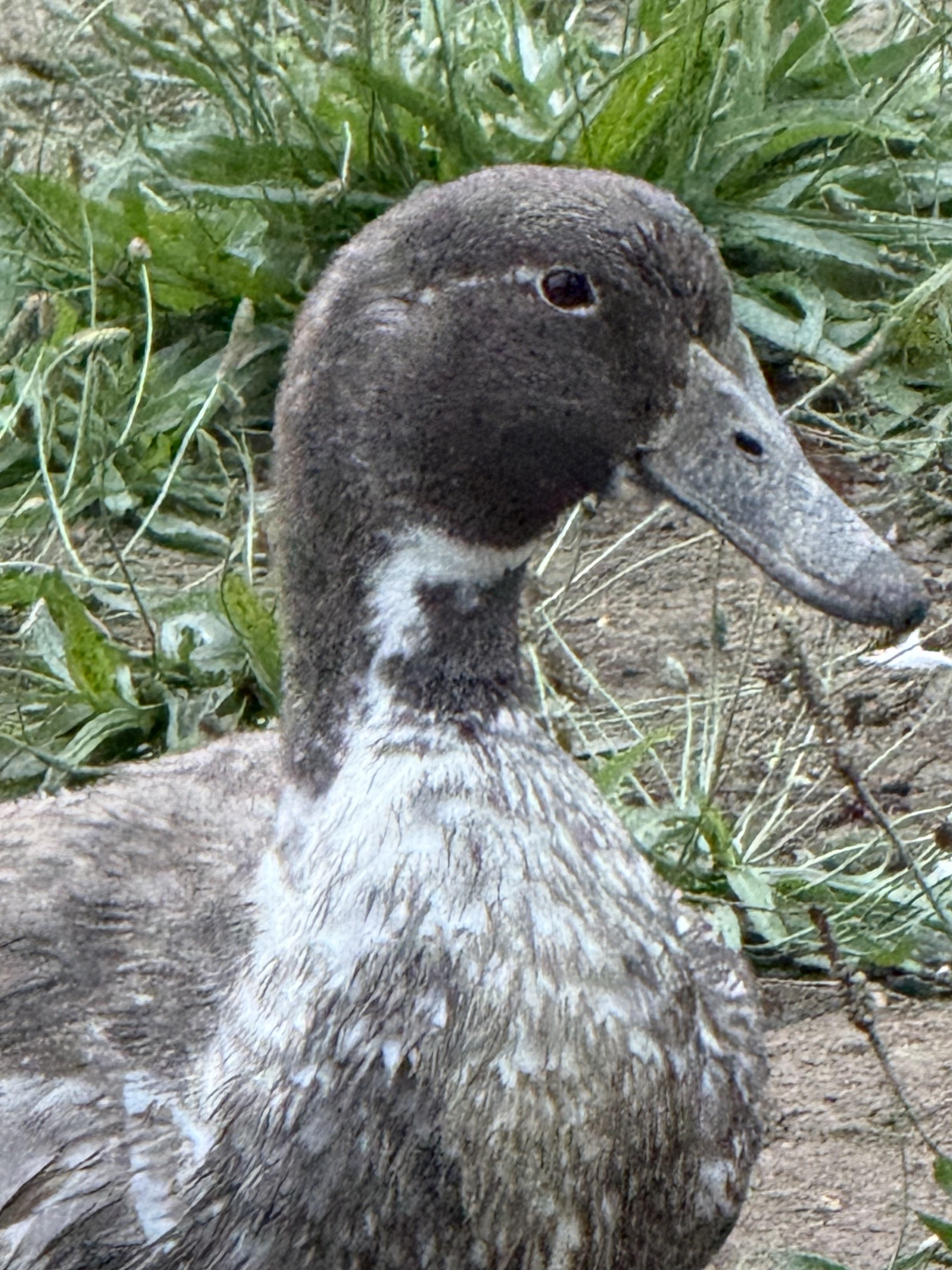 Ikea, a Blue Swedish duck, in close-up beside the pasture grass — slate blue-grey plumage, a dark blue-grey bill, and a white bib patch running up her throat.
