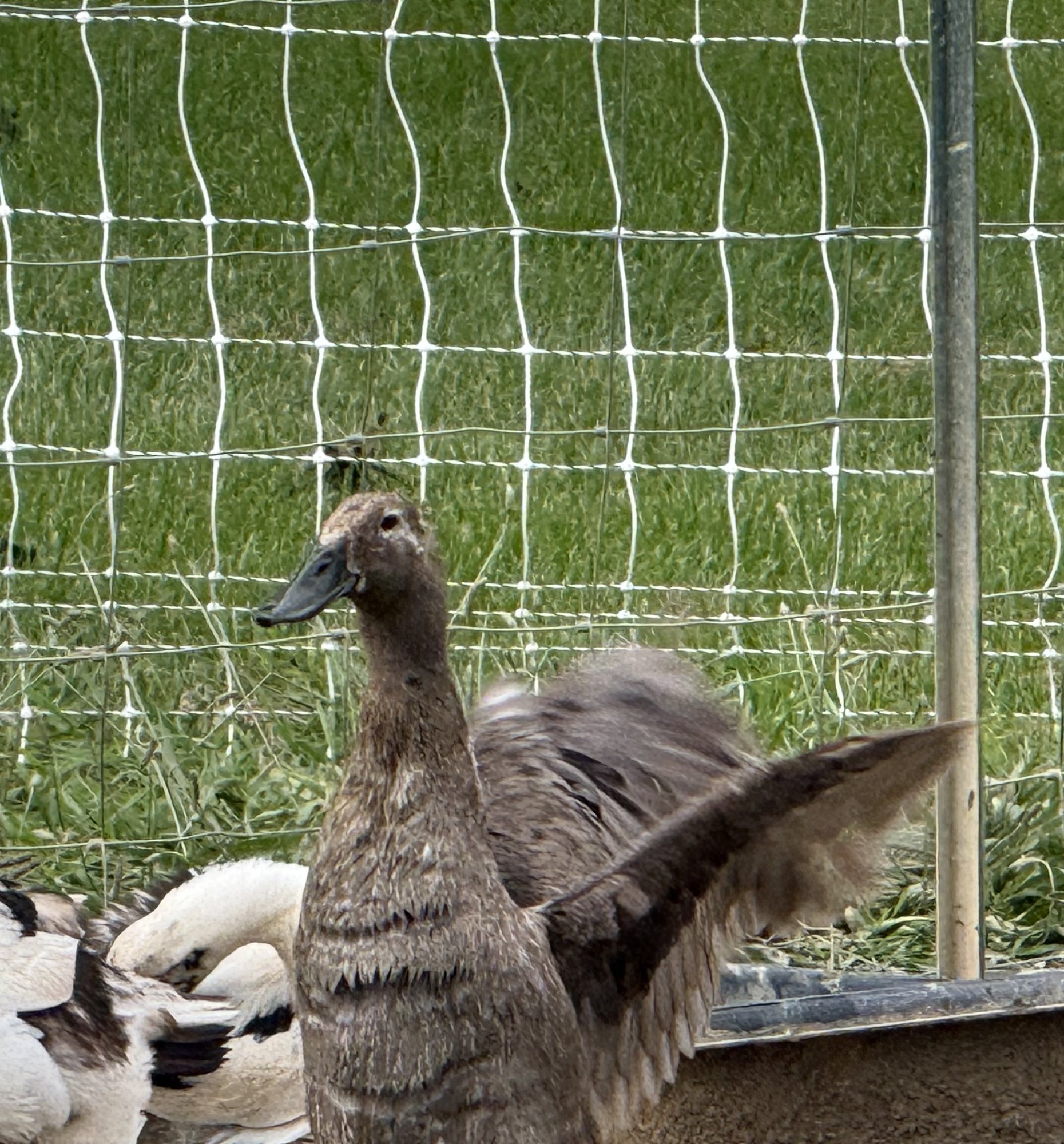 Sonic, a Blue Runner duck, standing tall in the breed's upright posture with wings stretched wide — slate-brown plumage and a dark grey bill — in front of the pasture netting, with white flockmates resting alongside.