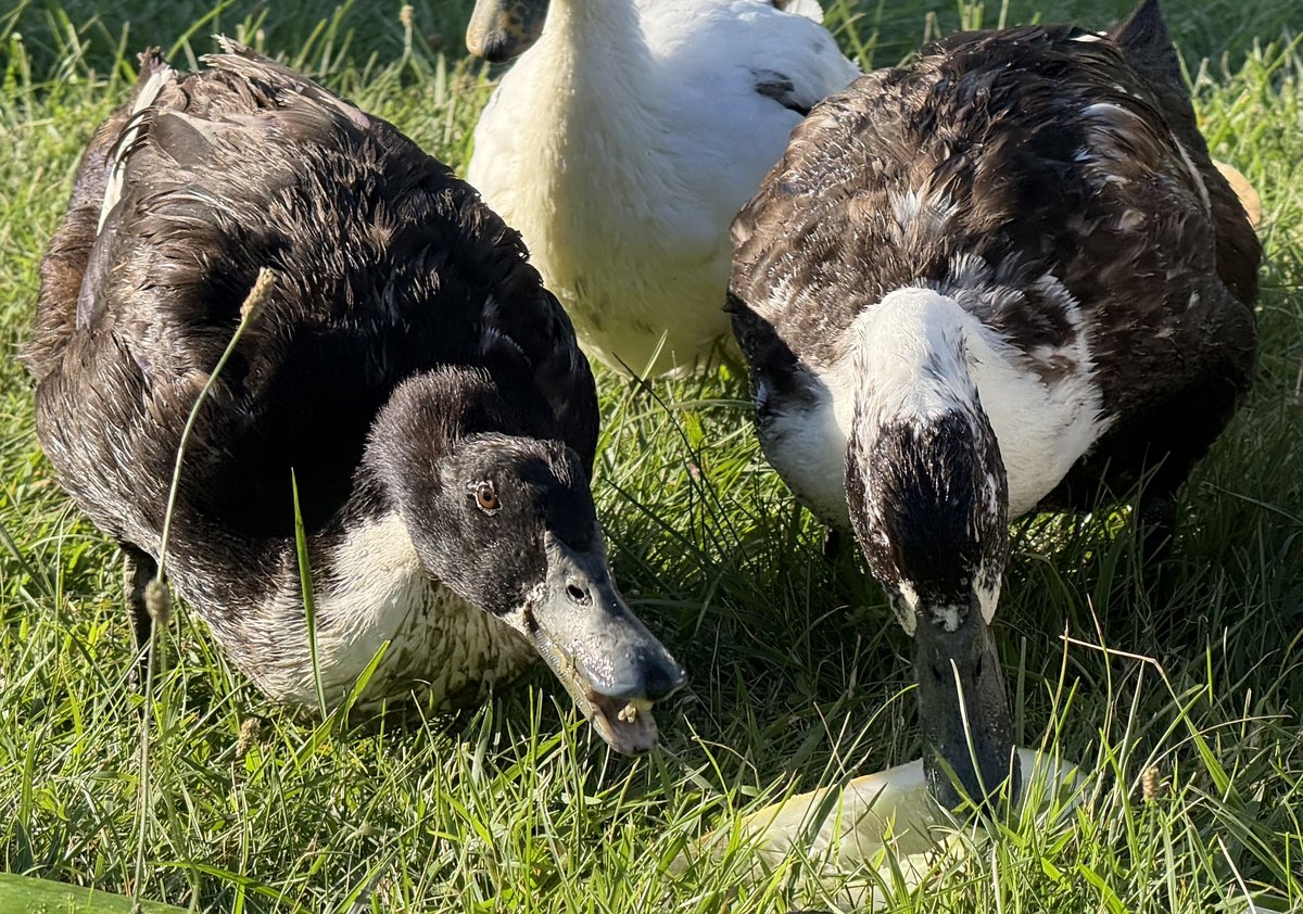 Darkwing and Gizmo, our two Black Swedish ducks, close up in the sunlit pasture grass sharing a slice of cucumber — glossy black plumage with a bright white bib patch up the chest and throat, and dark slate bills. Darkwing has her head turned toward the camera, showing the black mask across her face and a piece of cucumber in her bill, while Gizmo reaches down for the rest of the slice. A white flockmate stands behind them.