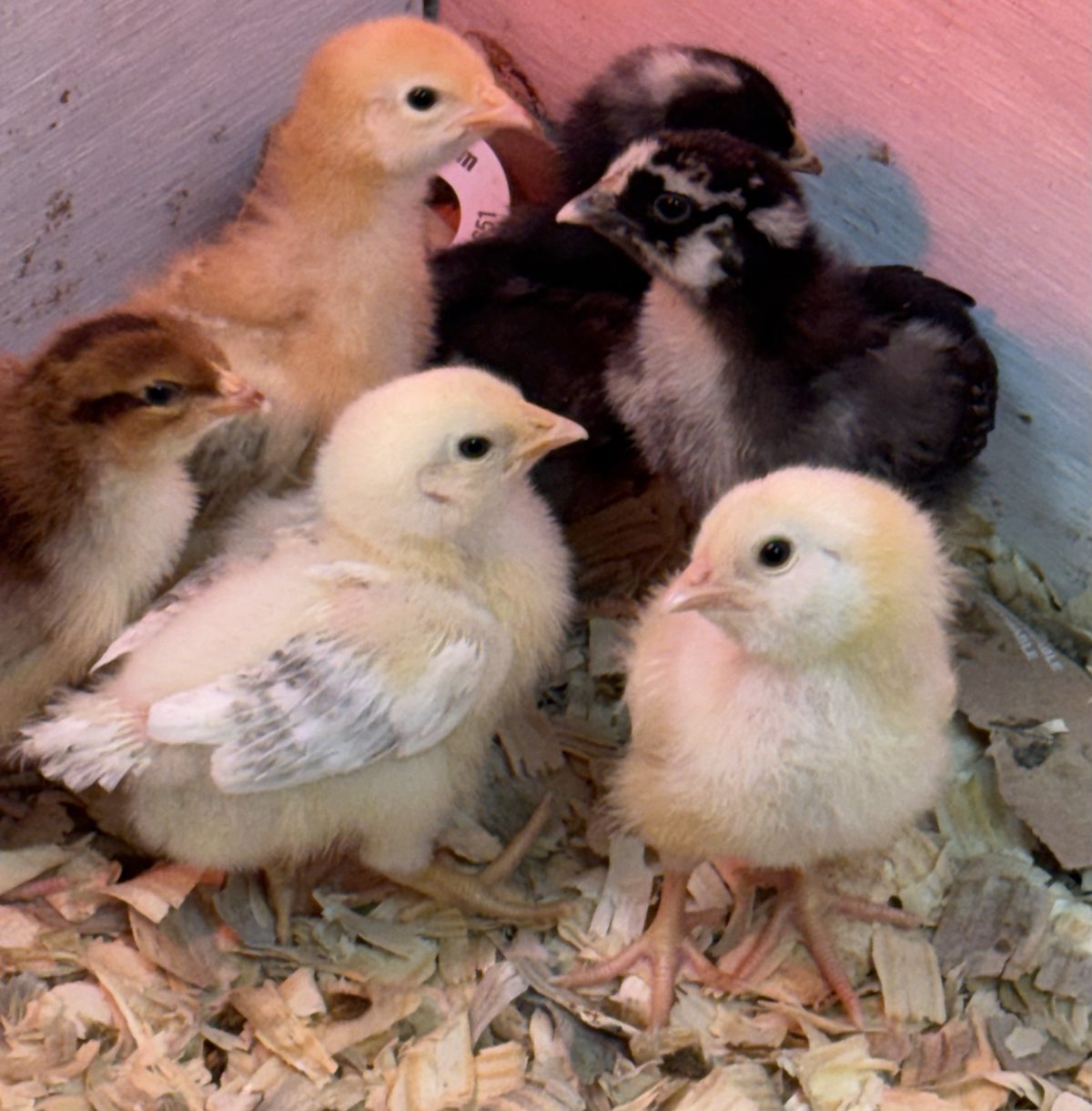 Lettuce, Eggplant, Broccoli, Beans, Carrot and Bok Choy, our six chicks, huddled together in the corner of the brooder on wood-shaving bedding — two pale yellow chicks in front, a ginger chick and a chestnut-brown chick on the left, and two dark black-and-white chicks behind them.