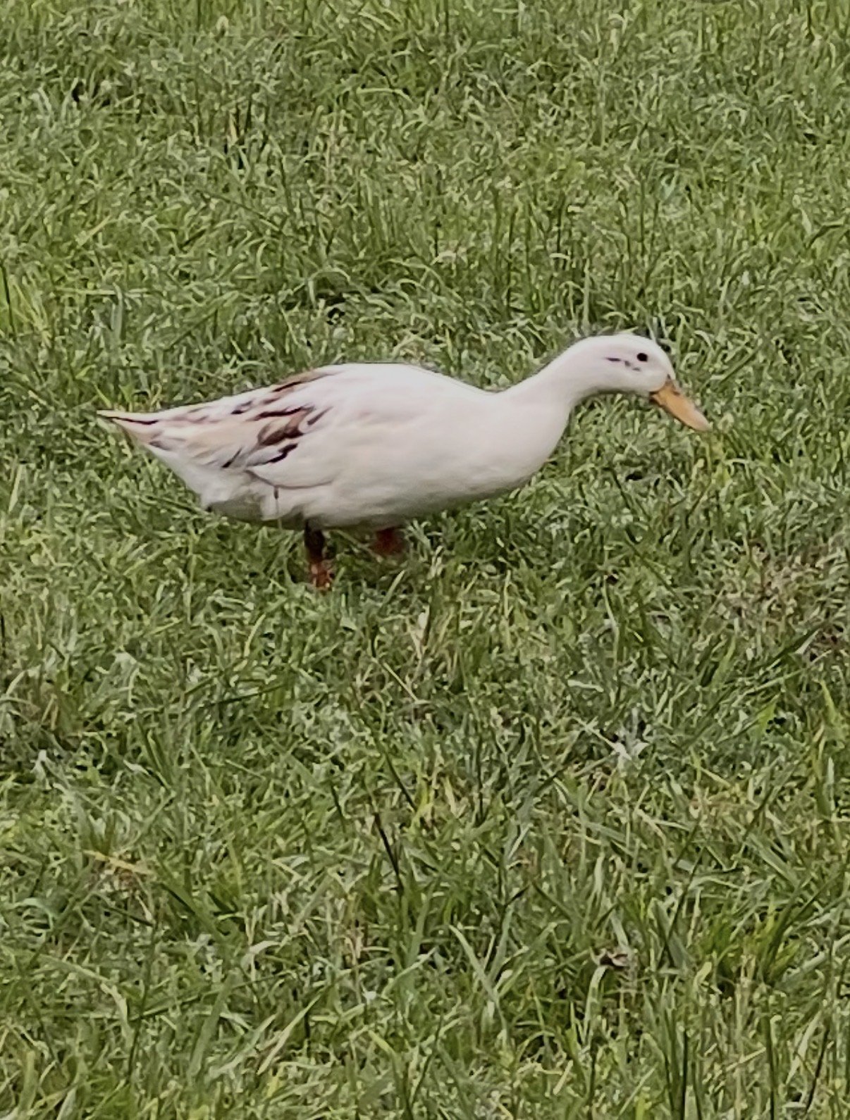 Chocolate, an Ancona duck, foraging head-down in the pasture grass — creamy white plumage with chocolate-brown mottling across the wing, a small dark cap, and an orange bill.