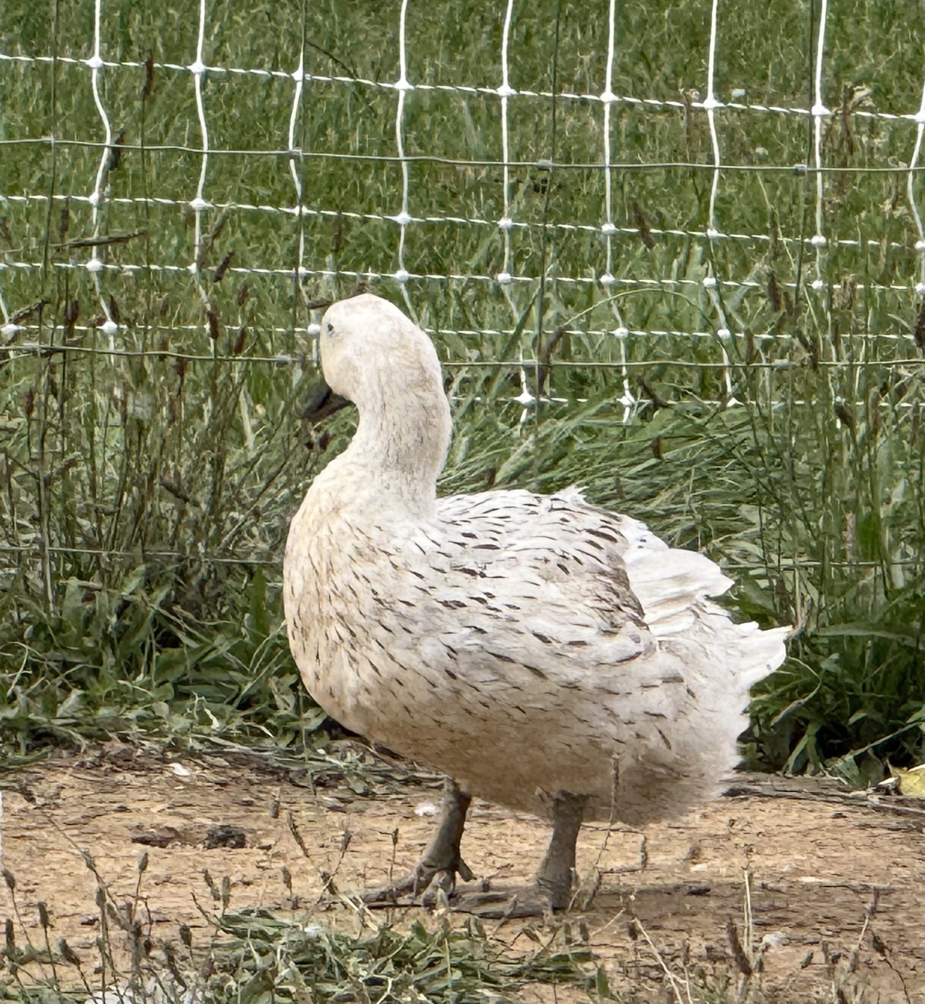 Cream, a Welsh Harlequin duck, standing on bare ground in front of the pasture netting — pale cream plumage flecked with fine dark spotting across the back and wing.