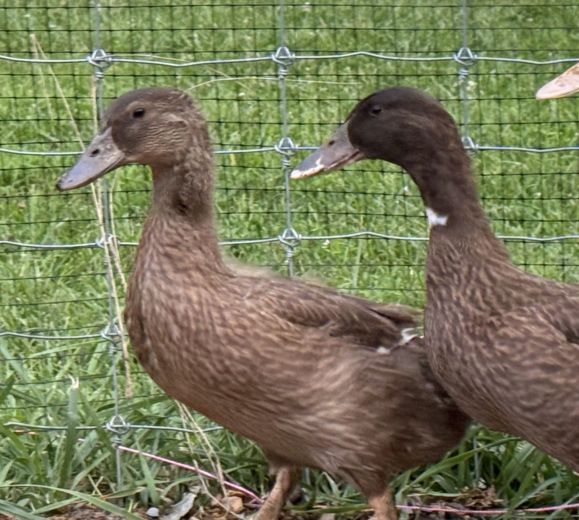 Speckles and Scooter, two Golden Layer ducks, standing in profile along the pasture fence — warm chocolate-brown plumage, a paler tan face on the nearer duck, and a small white patch at the farther duck's throat.