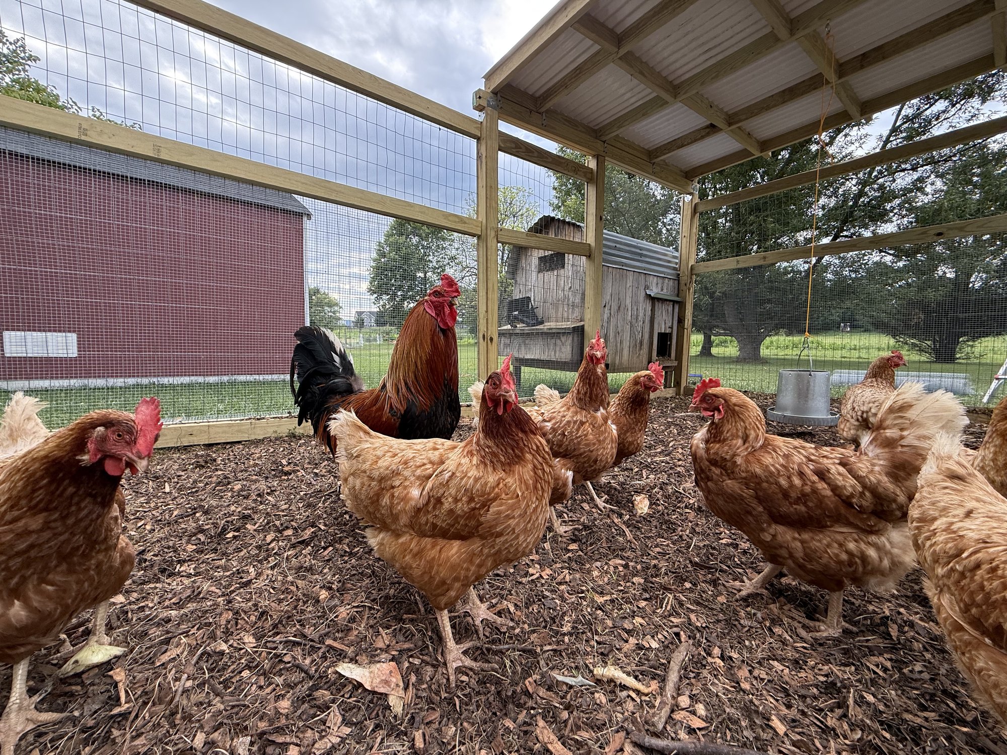 Pip, a copper-and-black rooster, standing among the Red Sex Link hens in the covered run — reddish-gold hens on wood-chip bedding, with the red barn and pasture beyond the fence.