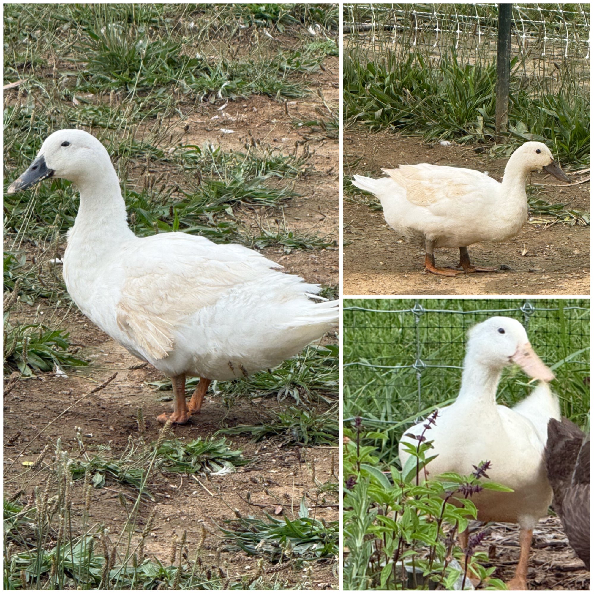 A three-photo collage of Aflac, Waddles and Sunny, our White Layer ducks — creamy white plumage, orange legs, and grey-and-pink bills — one on the bare dirt path, one on the pasture edge beside the fence netting, and one standing among the herb plants next to a brown flockmate.
